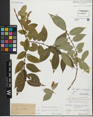 Foto von Salix fragilis L. x Salix pentandra L.
